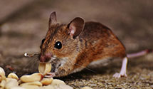 24 Hour & Emergency Exterminators in Andover, MA